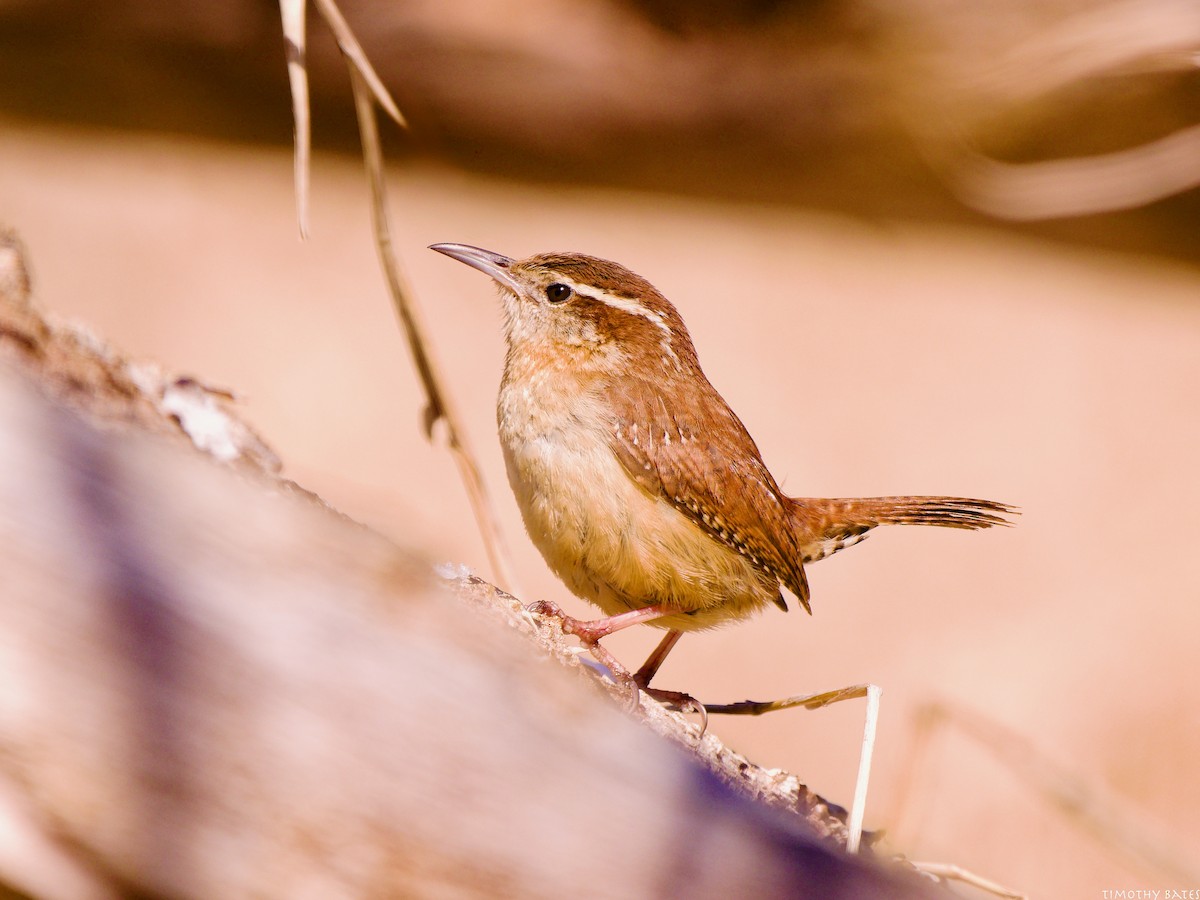 Troglodyte de Caroline - ML631062827