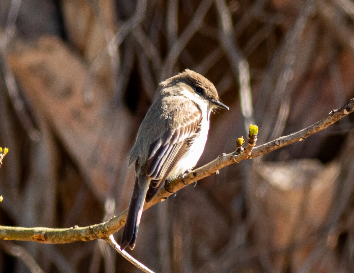 Eastern Phoebe - ML631062855