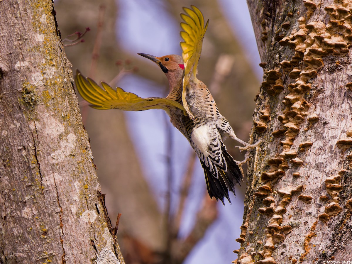 Pic flamboyant - ML631062876