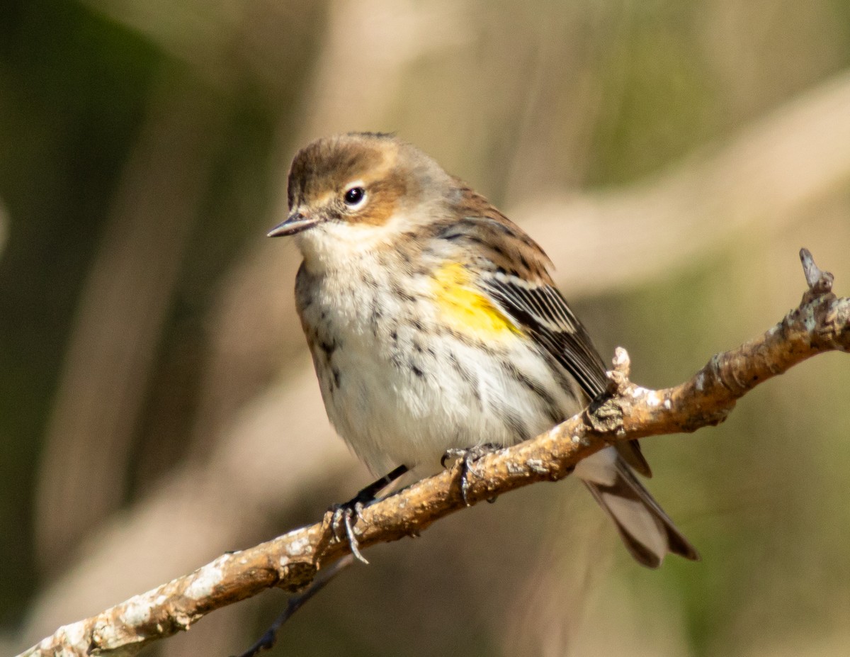 Yellow-rumped Warbler - ML631062877