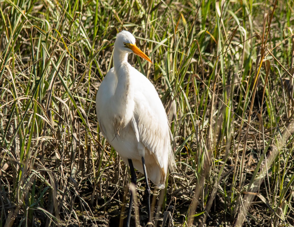 Great Egret - ML631063000