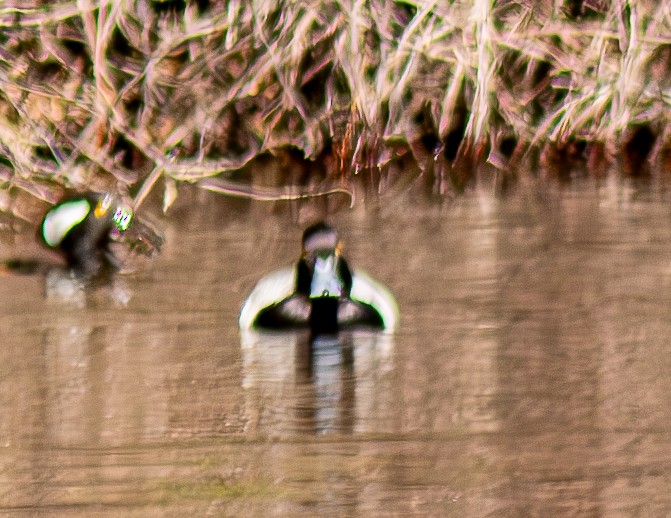 Lesser Scaup - ML631063047