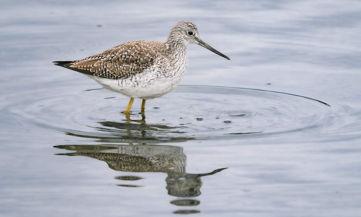 Greater Yellowlegs - ML631063055