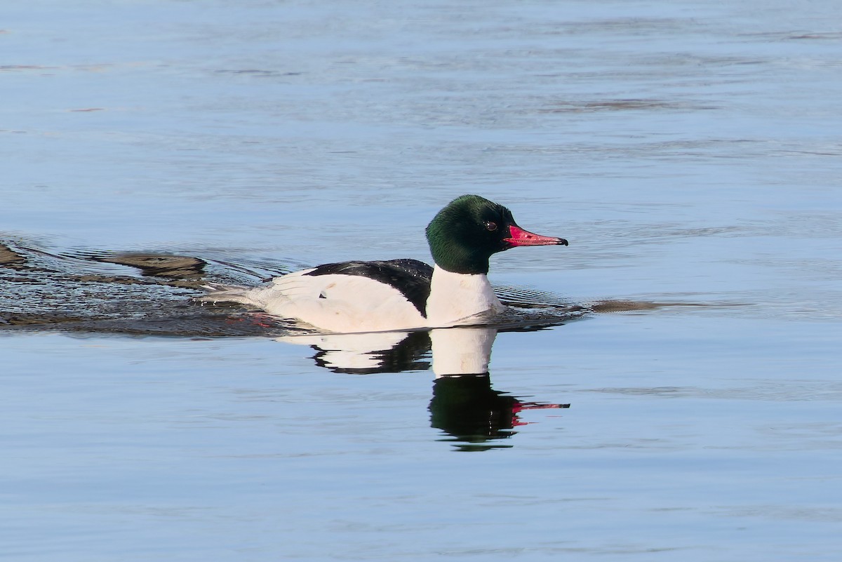 Common Merganser - ML631063116