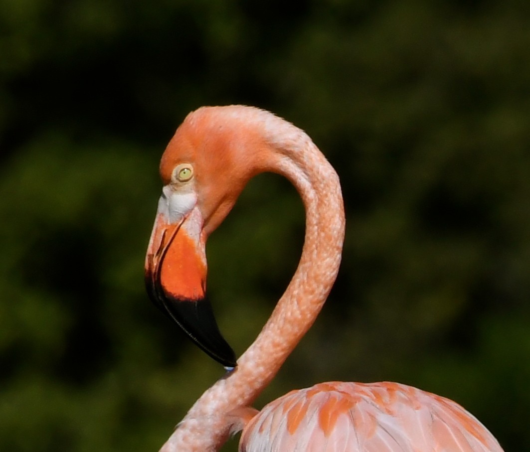 Flamant des Caraïbes - ML63106321