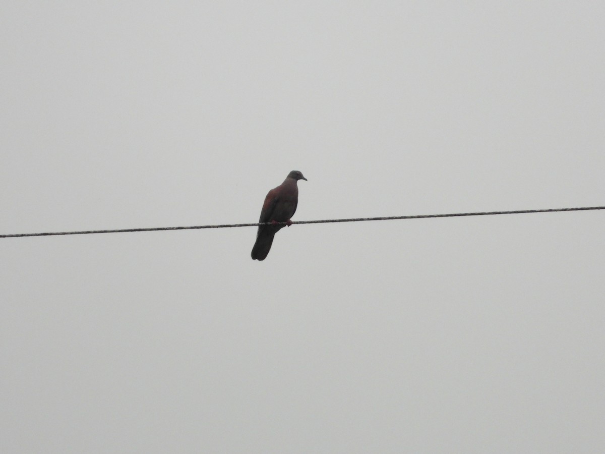 Pale-vented Pigeon - ML631063297