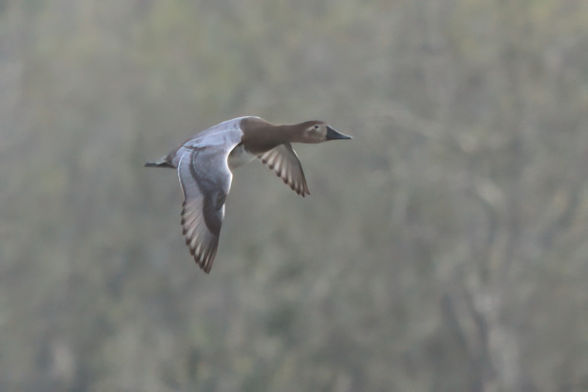Canvasback - ML631063466