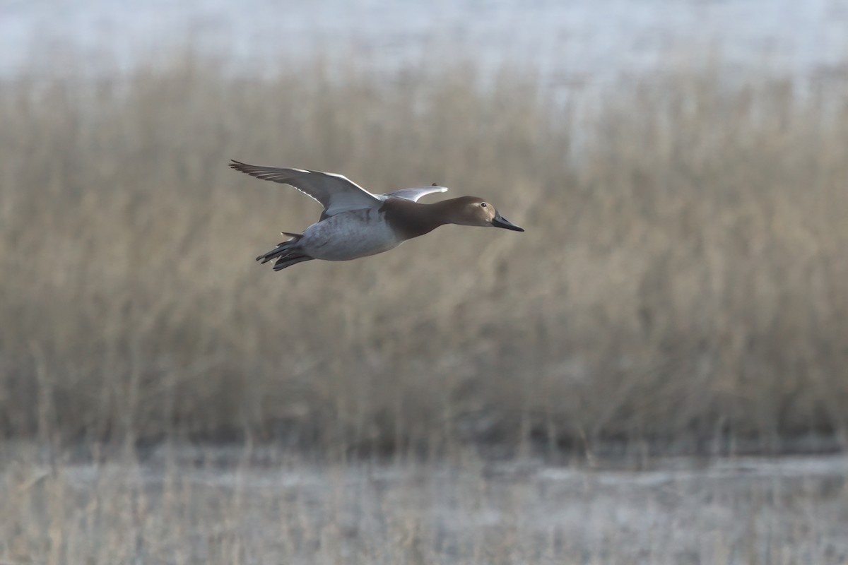Canvasback - ML631063467