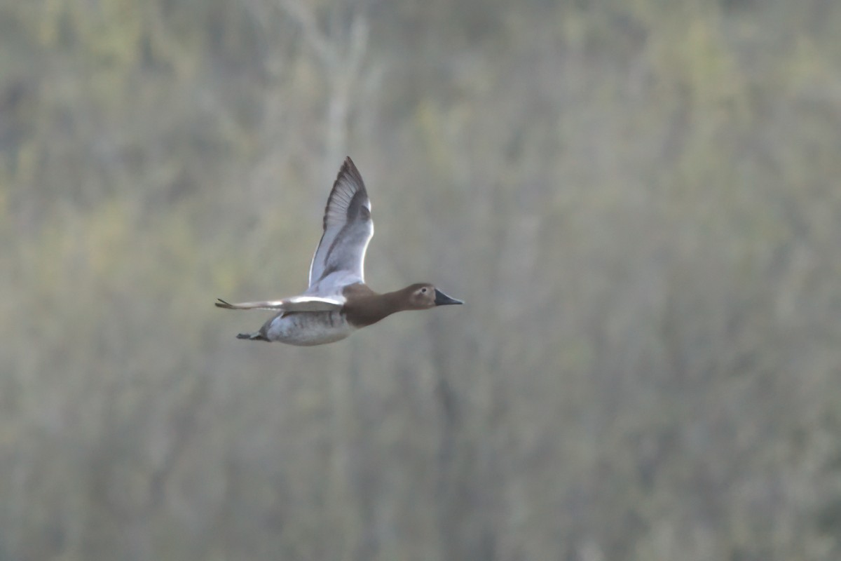 Canvasback - ML631063468