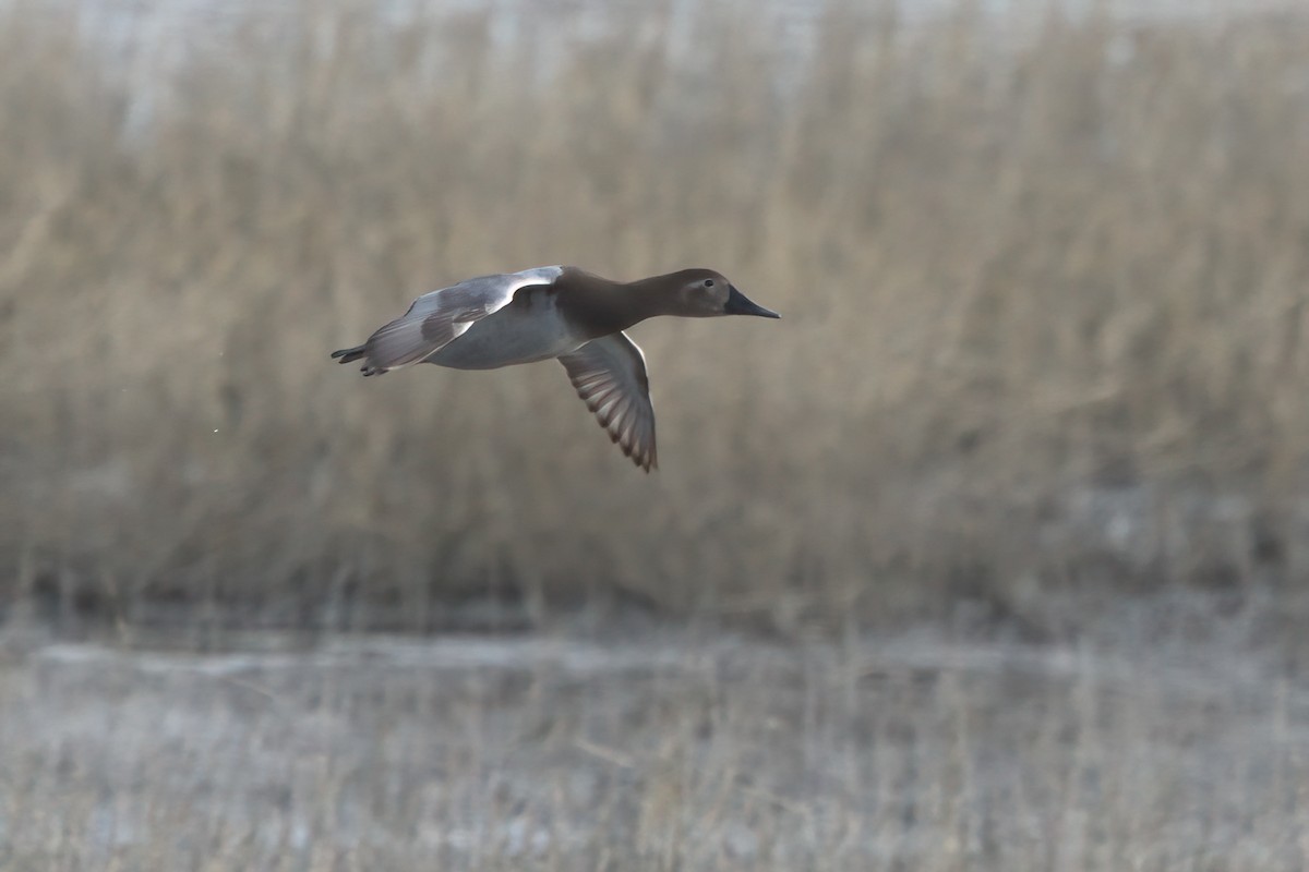 Canvasback - ML631063469