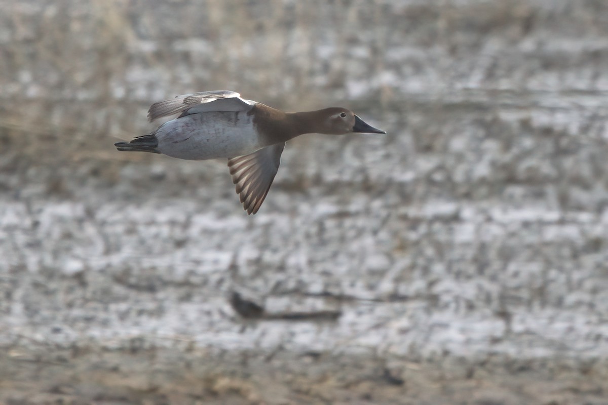 Canvasback - ML631063470