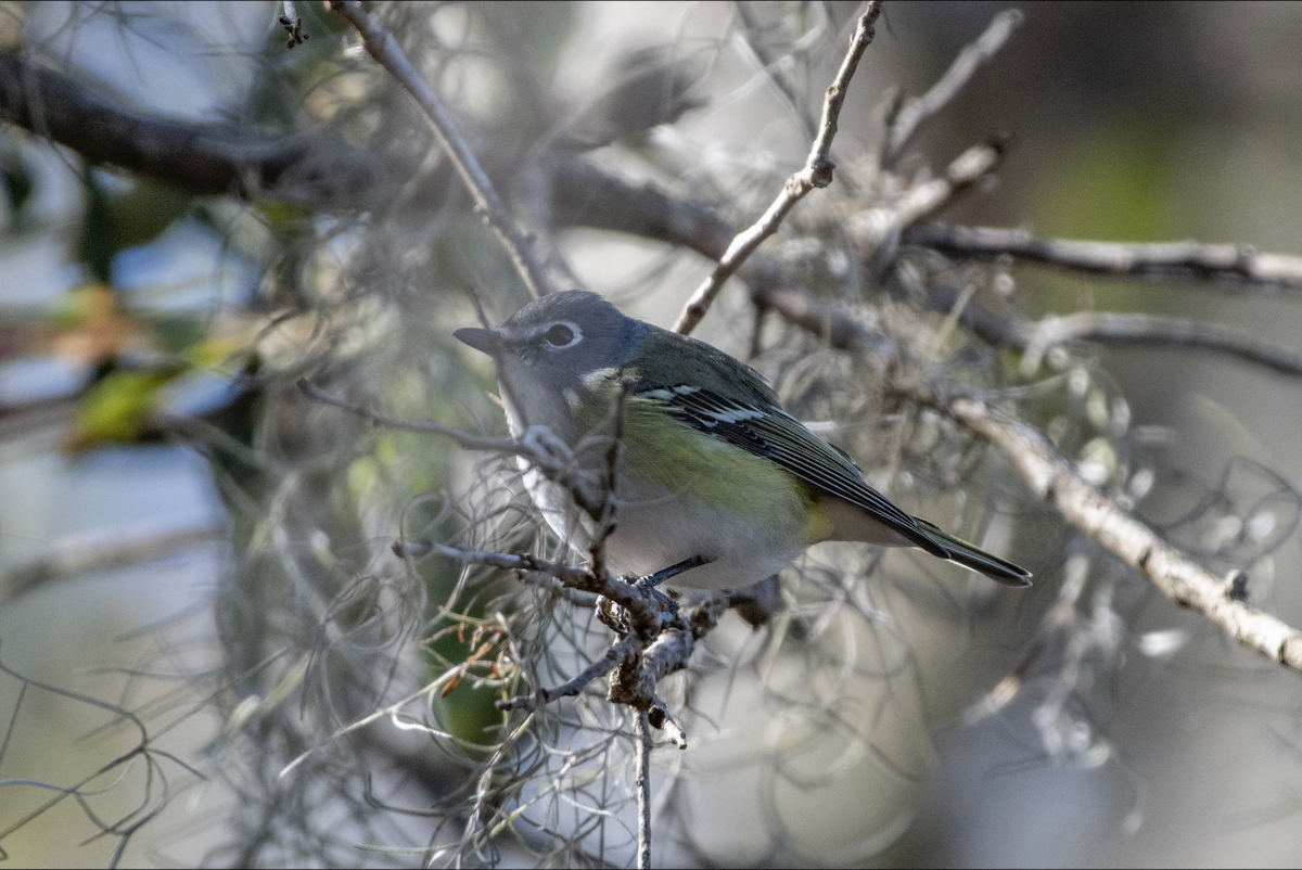 Blue-headed Vireo - ML631063555