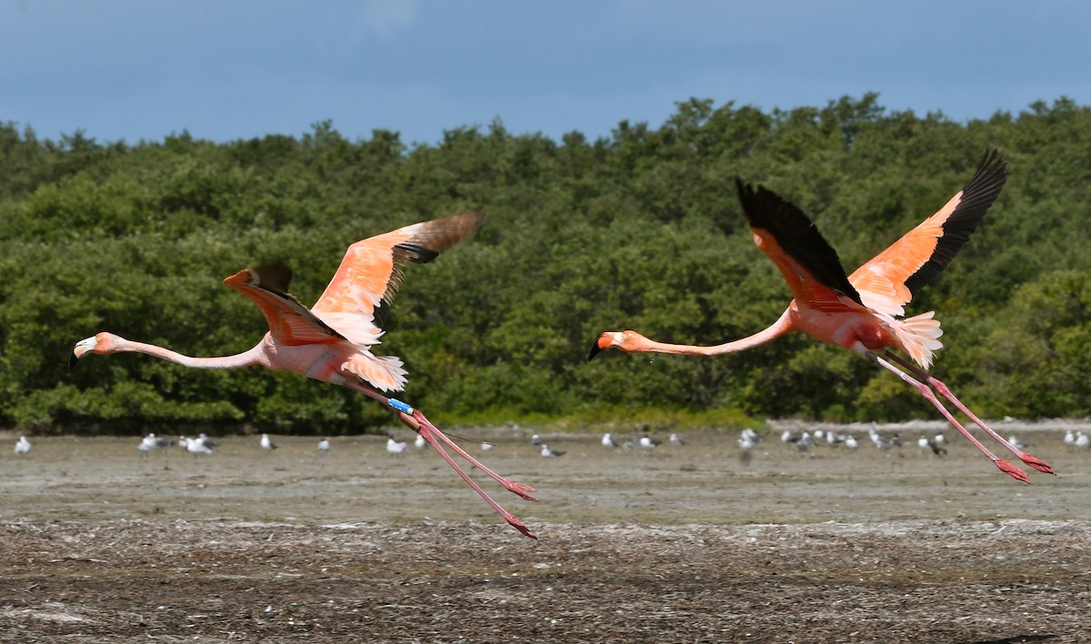 Flamant des Caraïbes - ML63106401