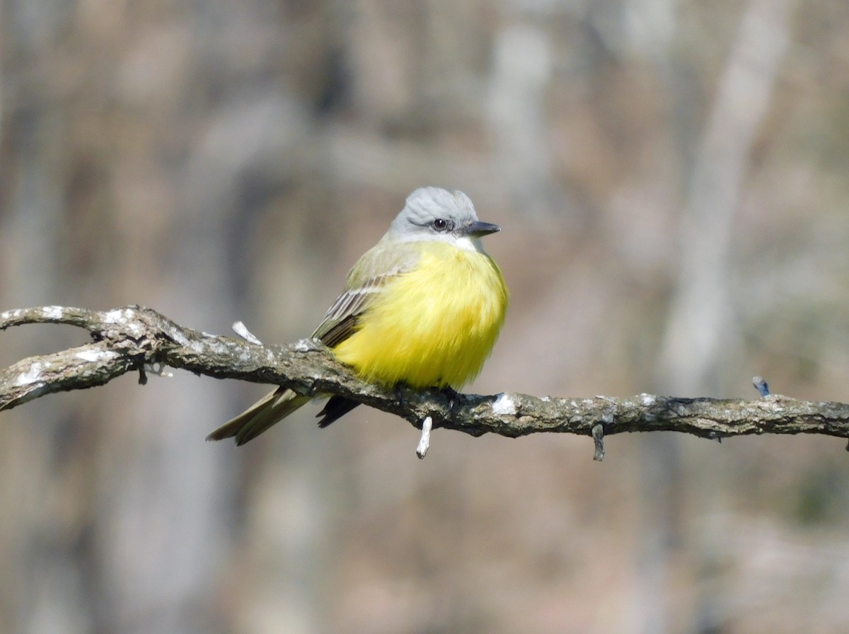 Couch's Kingbird - ML631064323