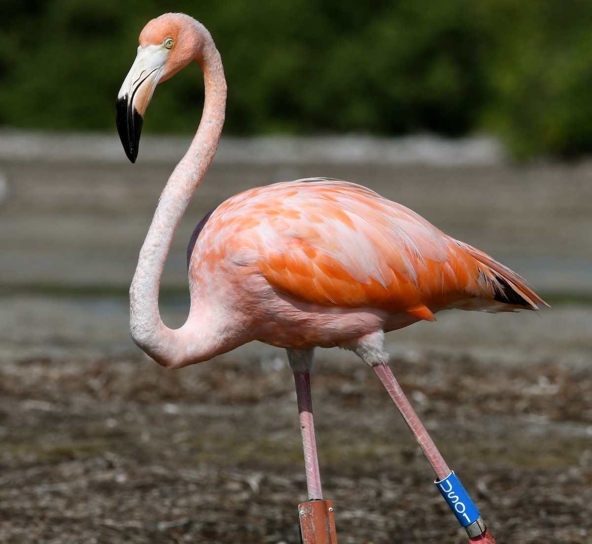Amerika Flamingosu - ML63106441