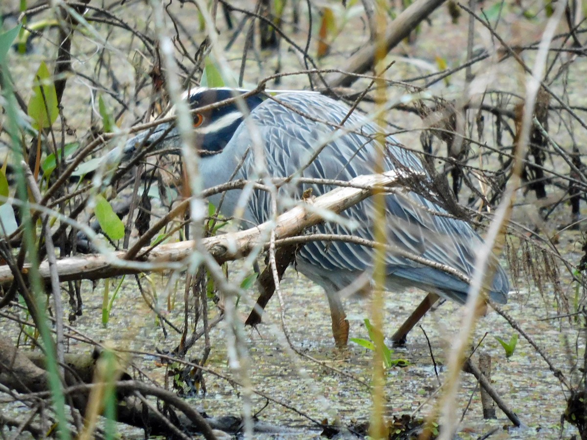 Yellow-crowned Night Heron - ML631064516