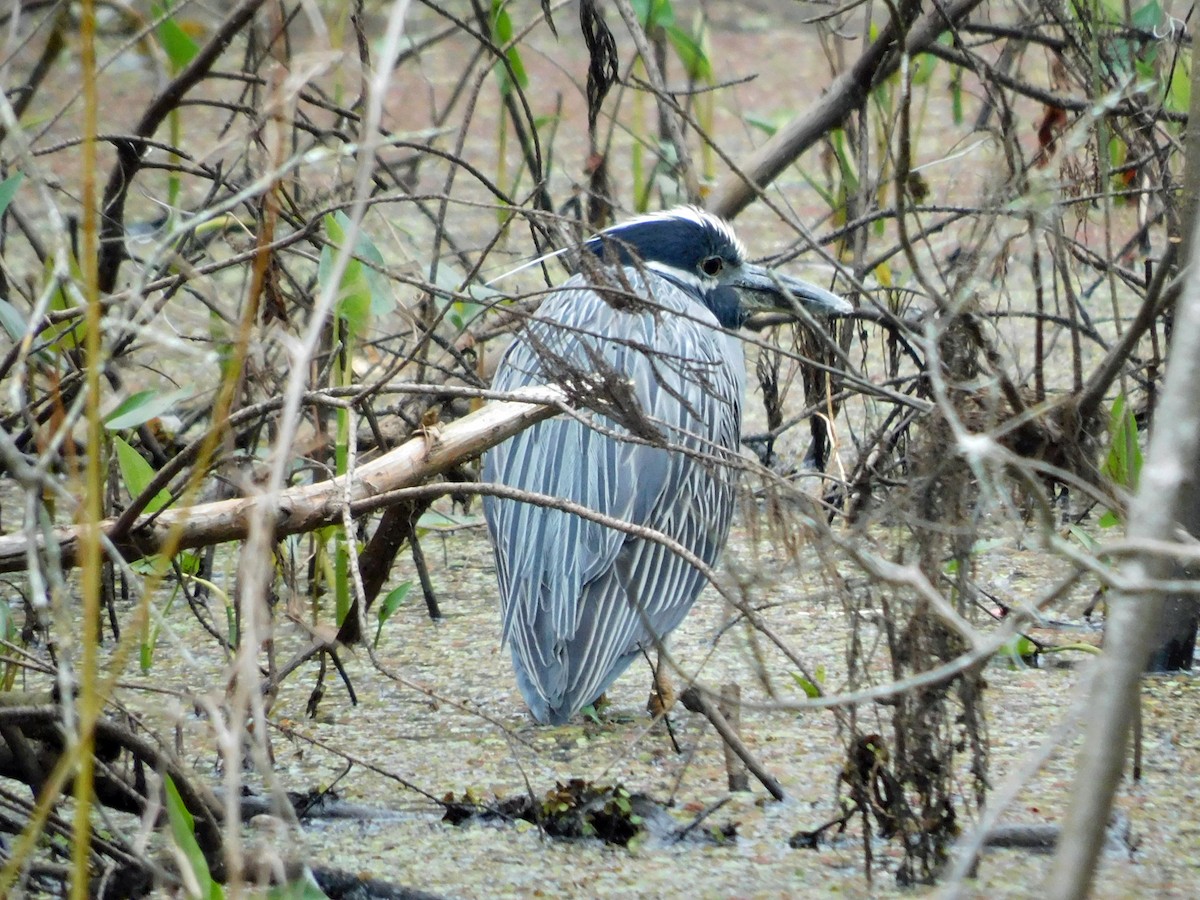 Yellow-crowned Night Heron - ML631064518