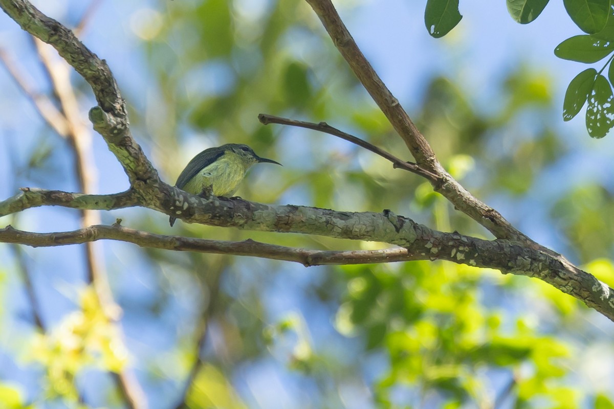 Metallic-winged Sunbird - ML631064547