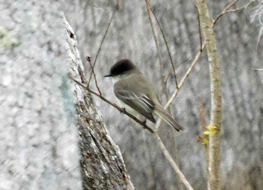 Eastern Phoebe - ML631064552