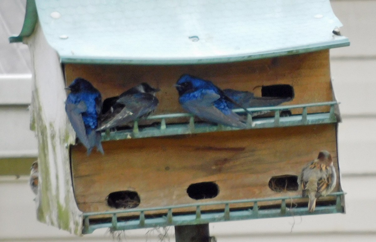 Purple Martin - ML631064559