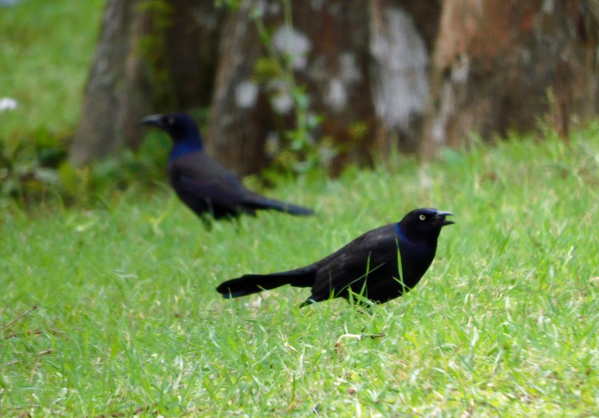 Common Grackle - ML631064562