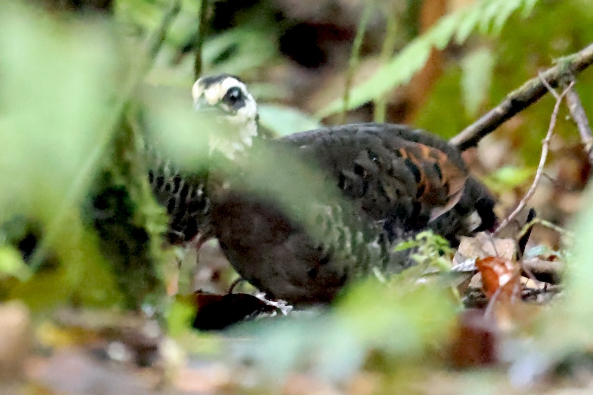 Gray-breasted Partridge - ML631064608