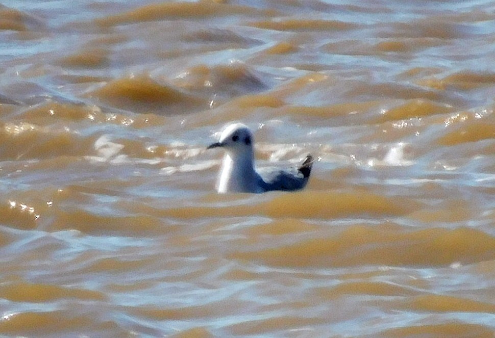 Bonaparte's Gull - ML631064626