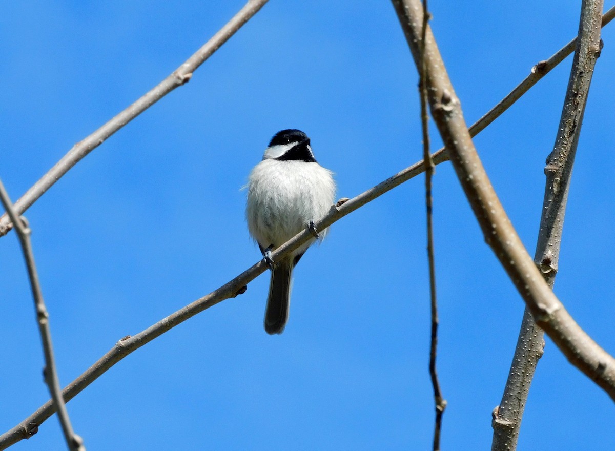 Carolina Chickadee - ML631064633