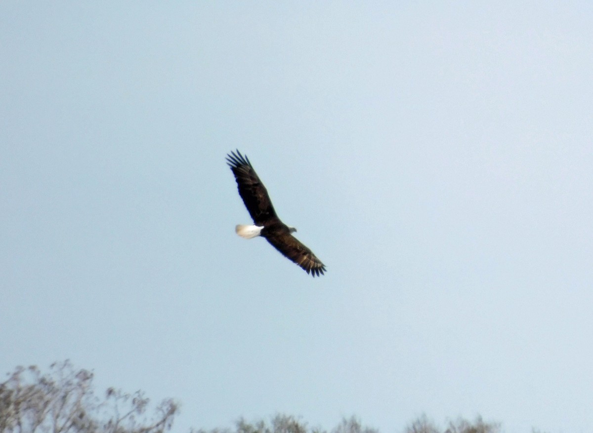 Bald Eagle - ML631064637