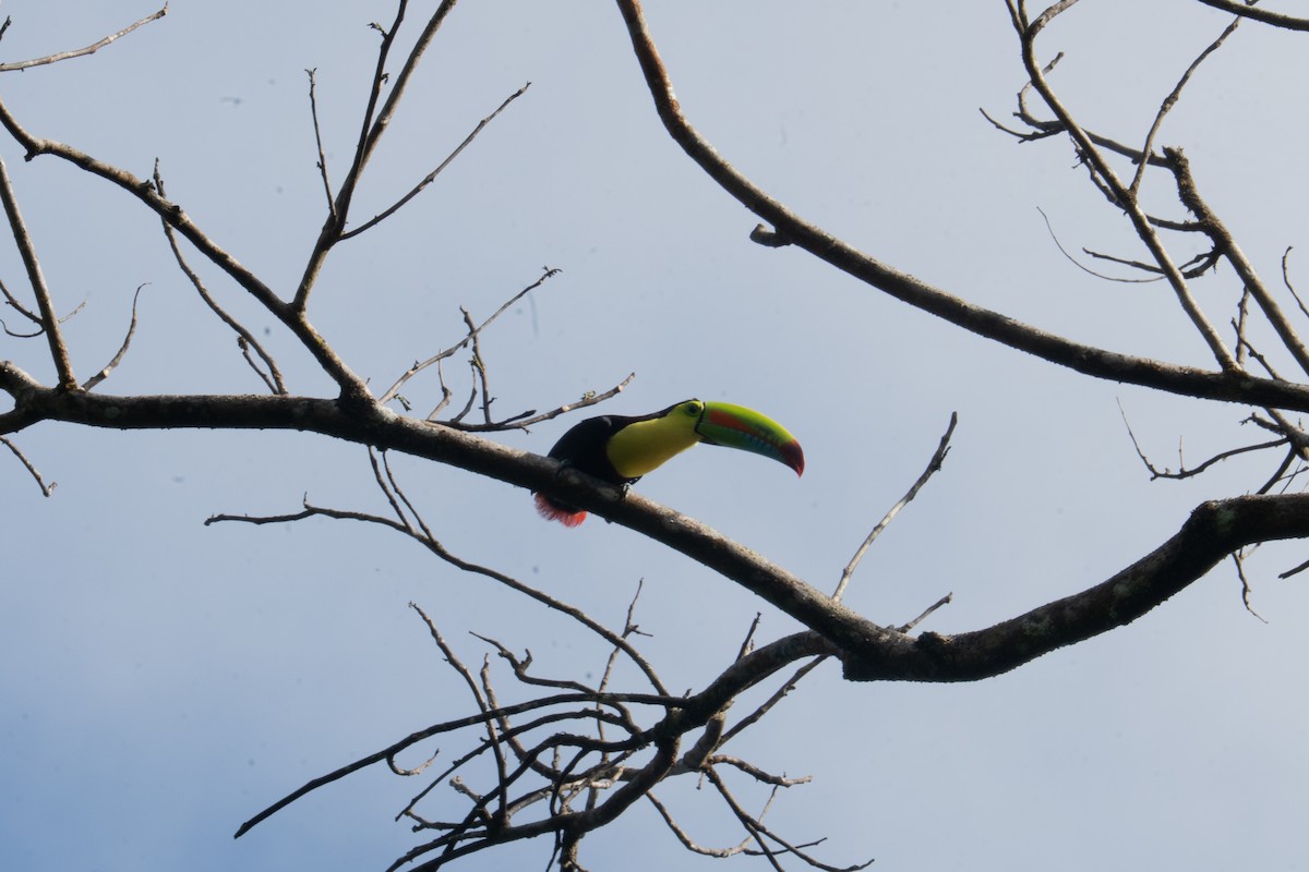 Keel-billed Toucan - ML631064656