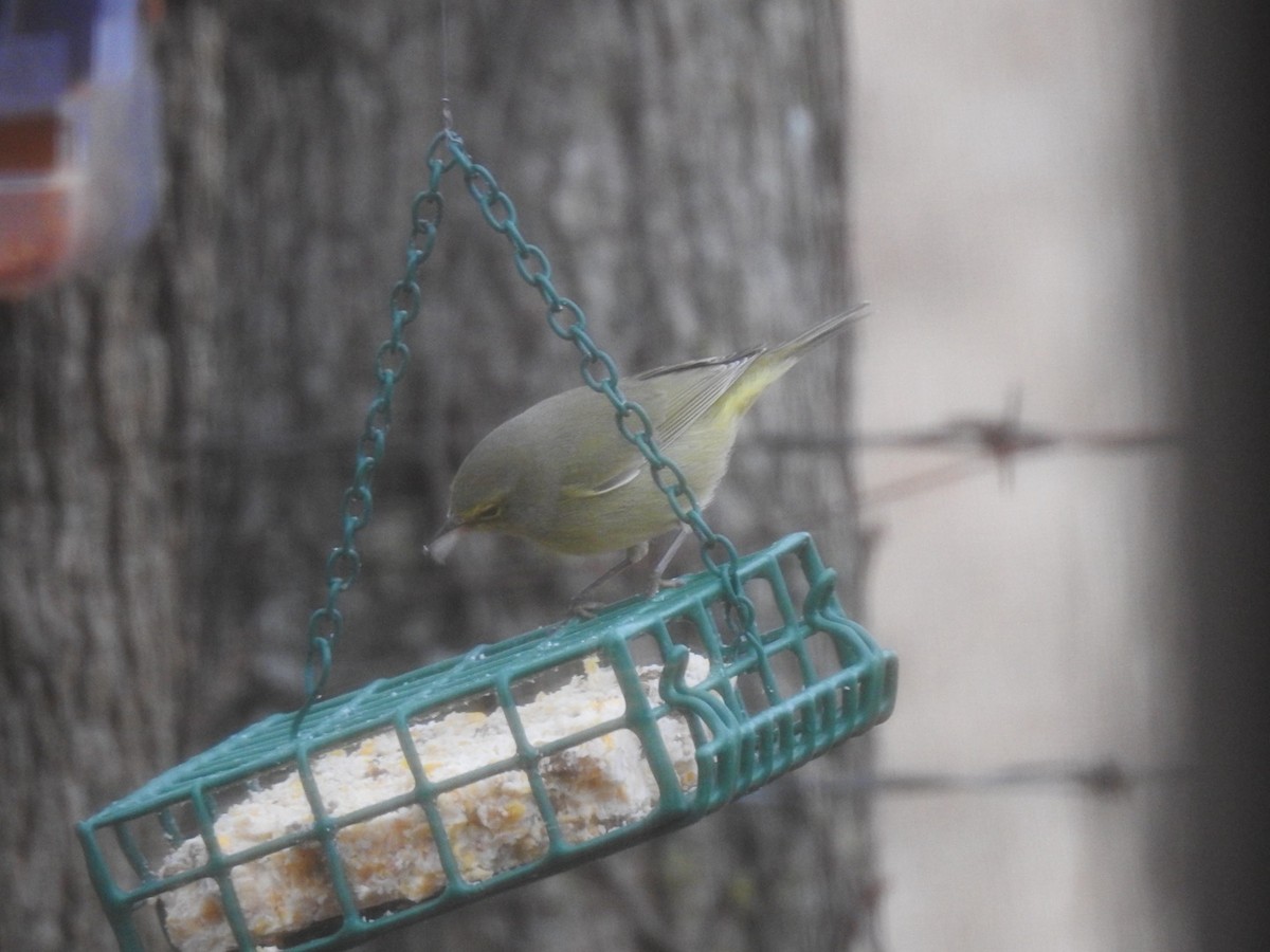 lesňáček hvězdičkový - ML631064688