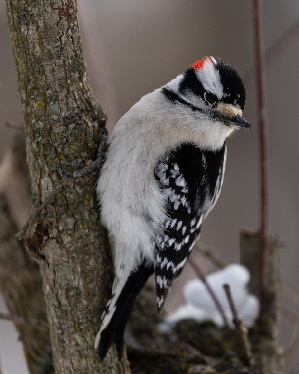 Downy Woodpecker (Eastern) - ML631064692