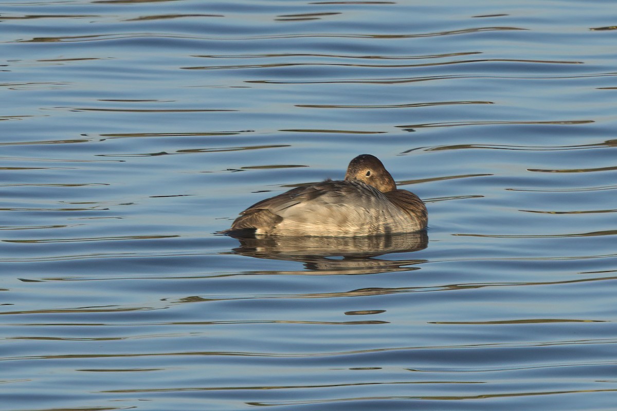 Canvasback - ML631064817