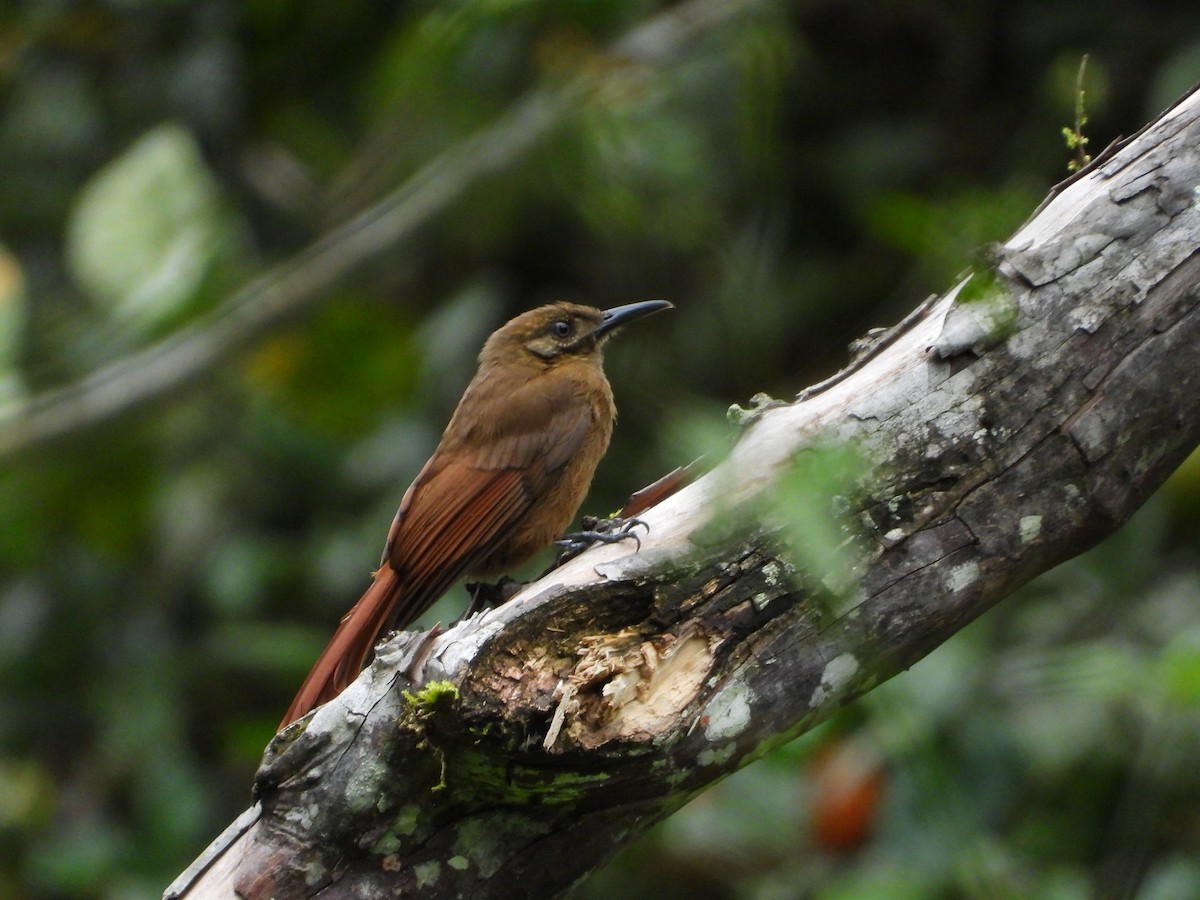 Plain-brown Woodcreeper - ML631064978