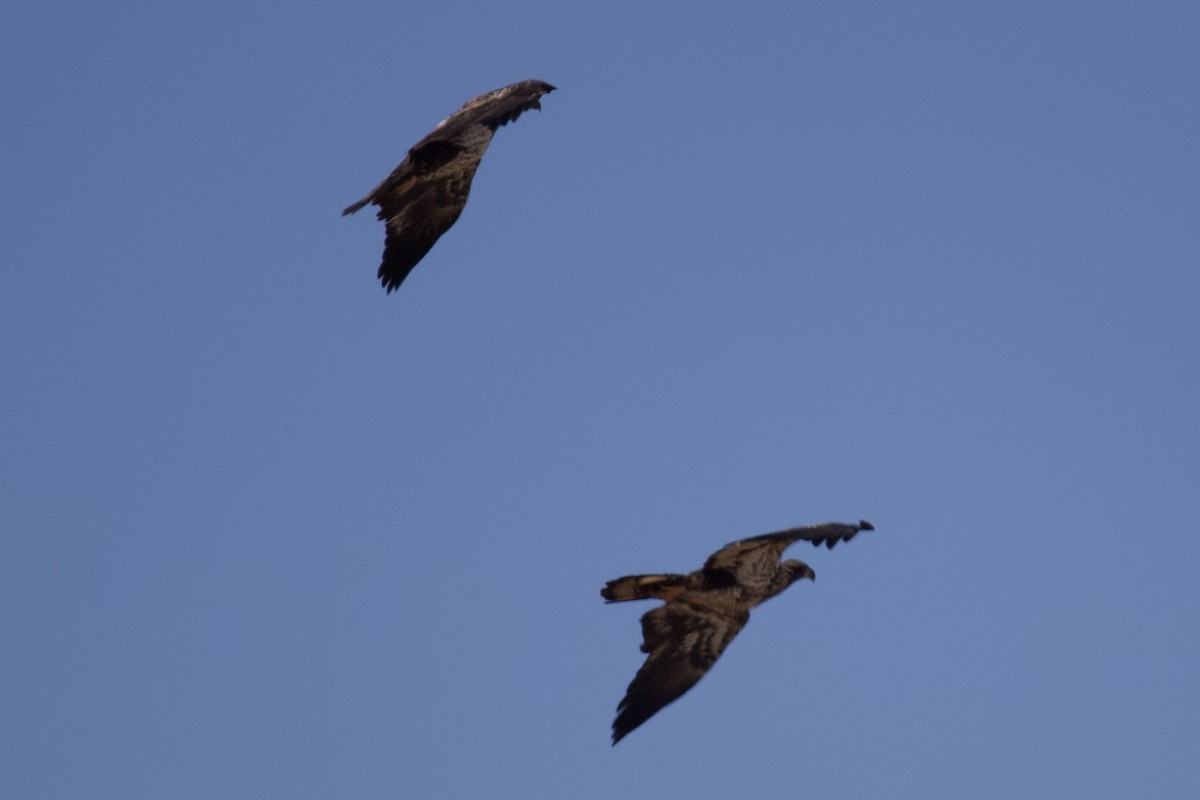 Bald Eagle - ML631065014