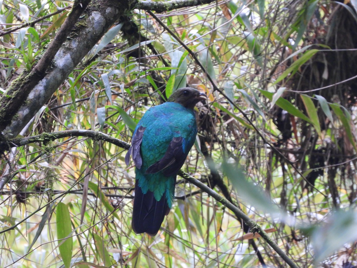 Golden-headed Quetzal - ML631065049