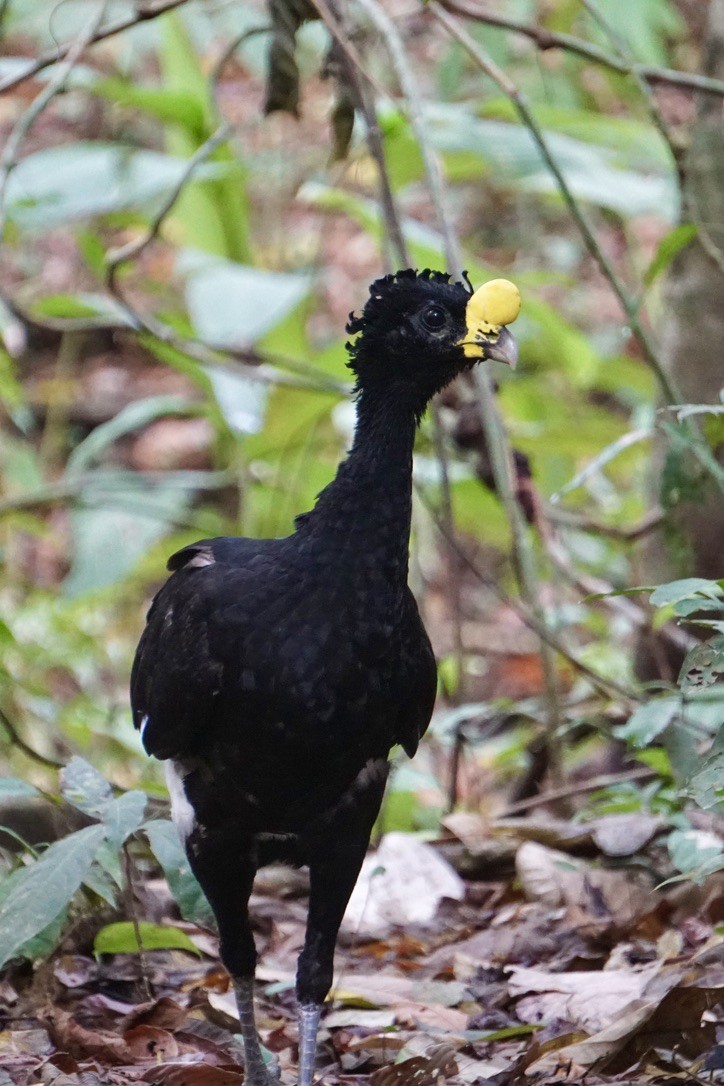 Great Curassow - ML631065165