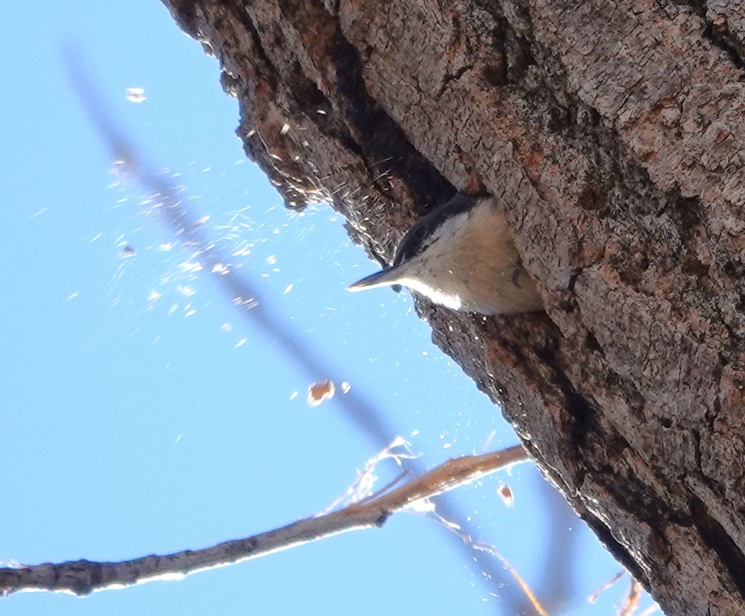Pygmy Nuthatch - ML631065172