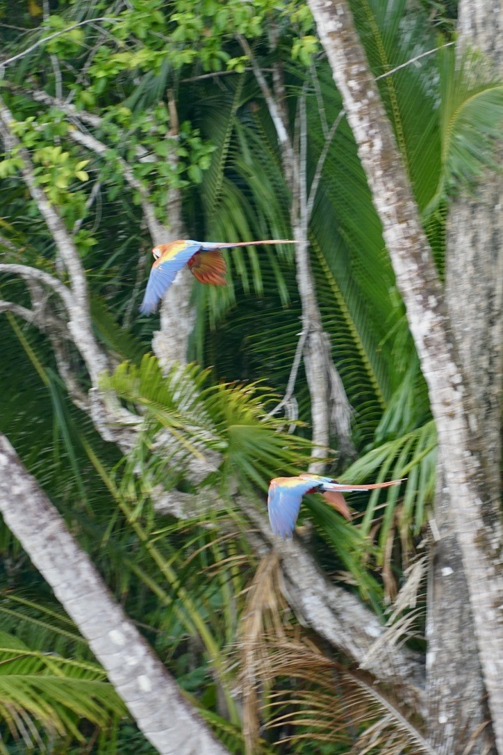 Scarlet Macaw - ML631065173