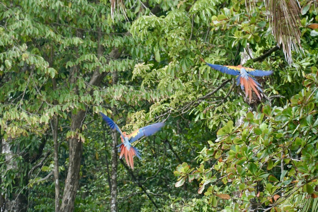 Scarlet Macaw - ML631065174
