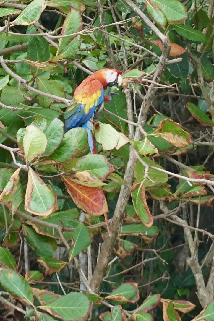 Scarlet Macaw - ML631065175
