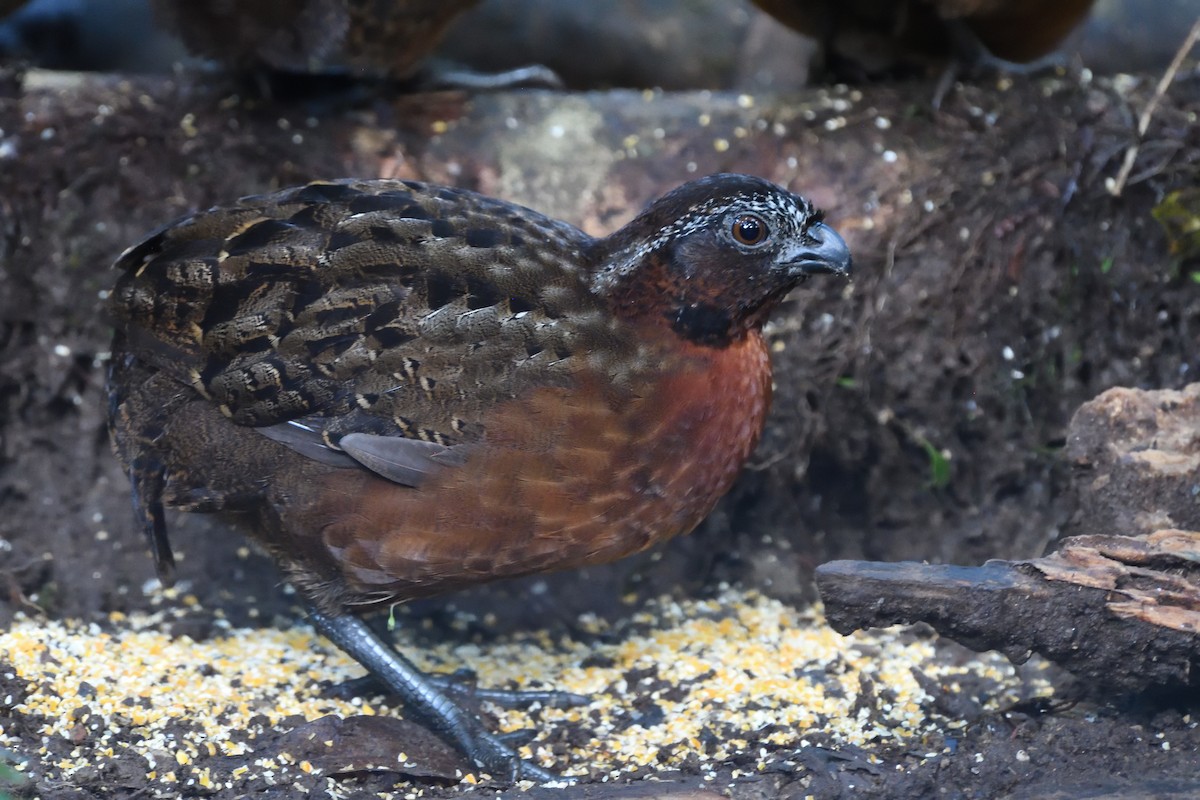 Rufous-breasted Wood-Quail - ML631065243