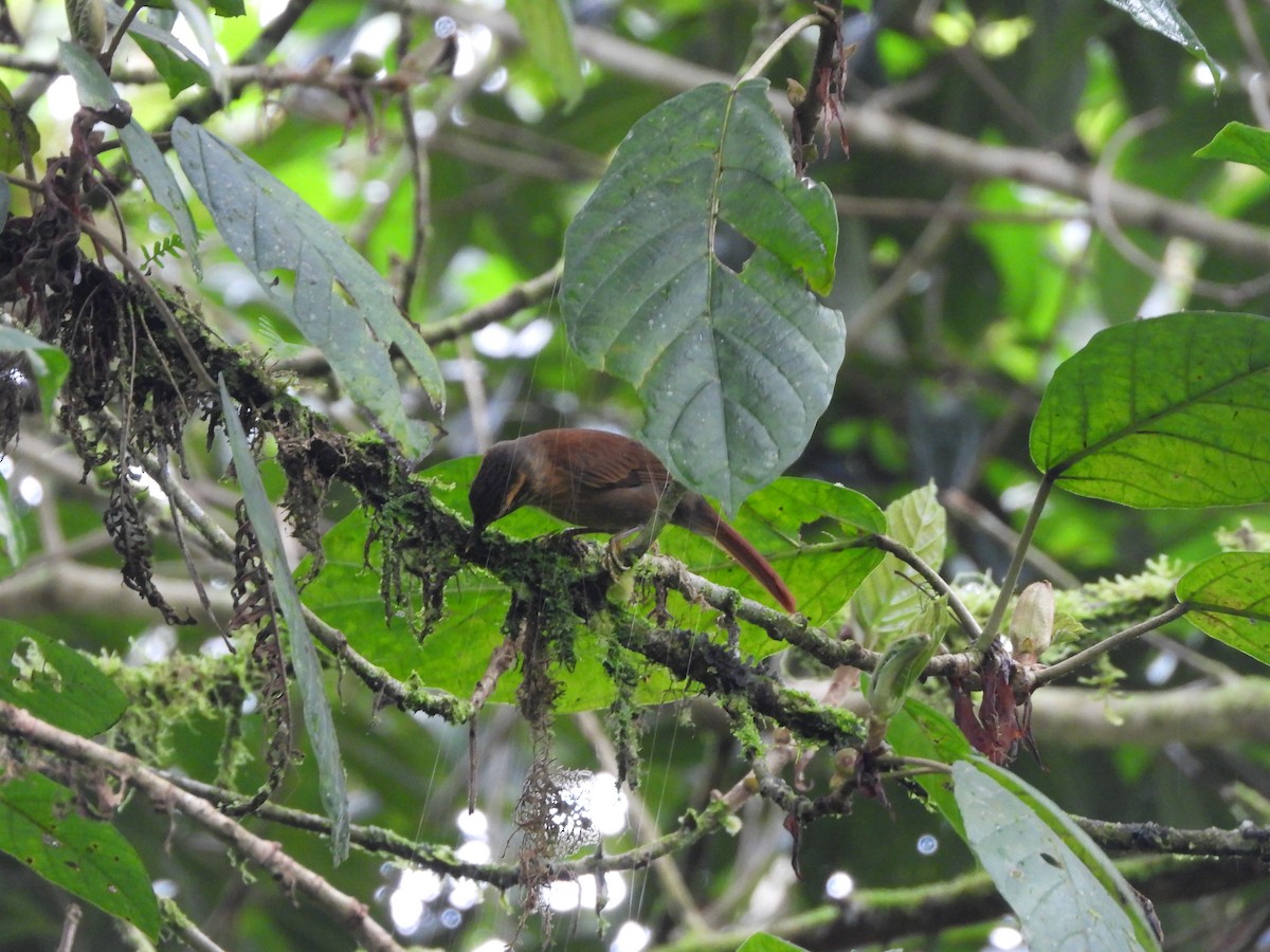 Scaly-throated Foliage-gleaner - ML631065343