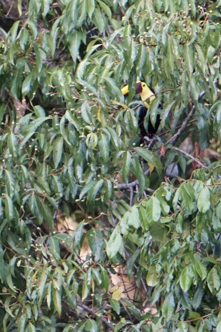 Yellow-throated Toucan - ML631065355