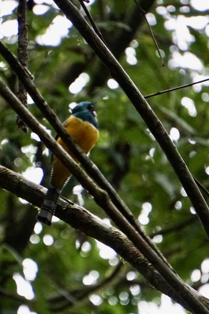 Northern Black-throated Trogon - ML631065356