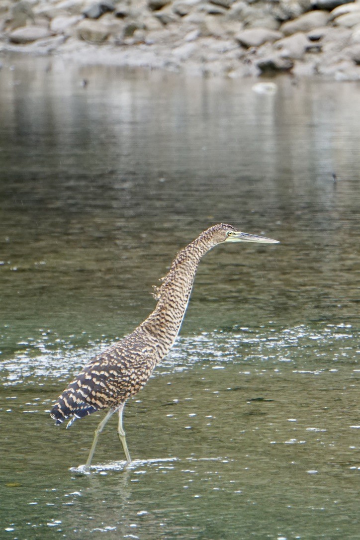 Bare-throated Tiger-Heron - ML631065358