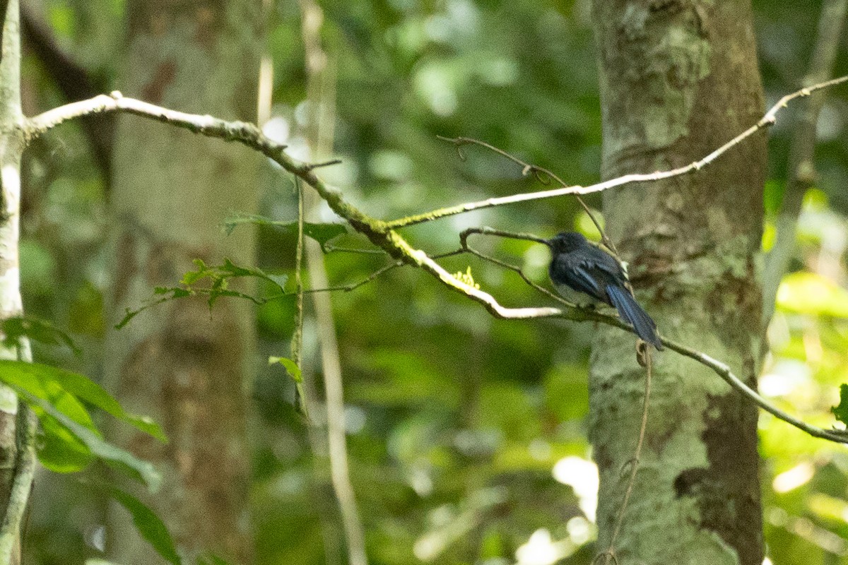 Visayan Blue-Fantail - ML631065471