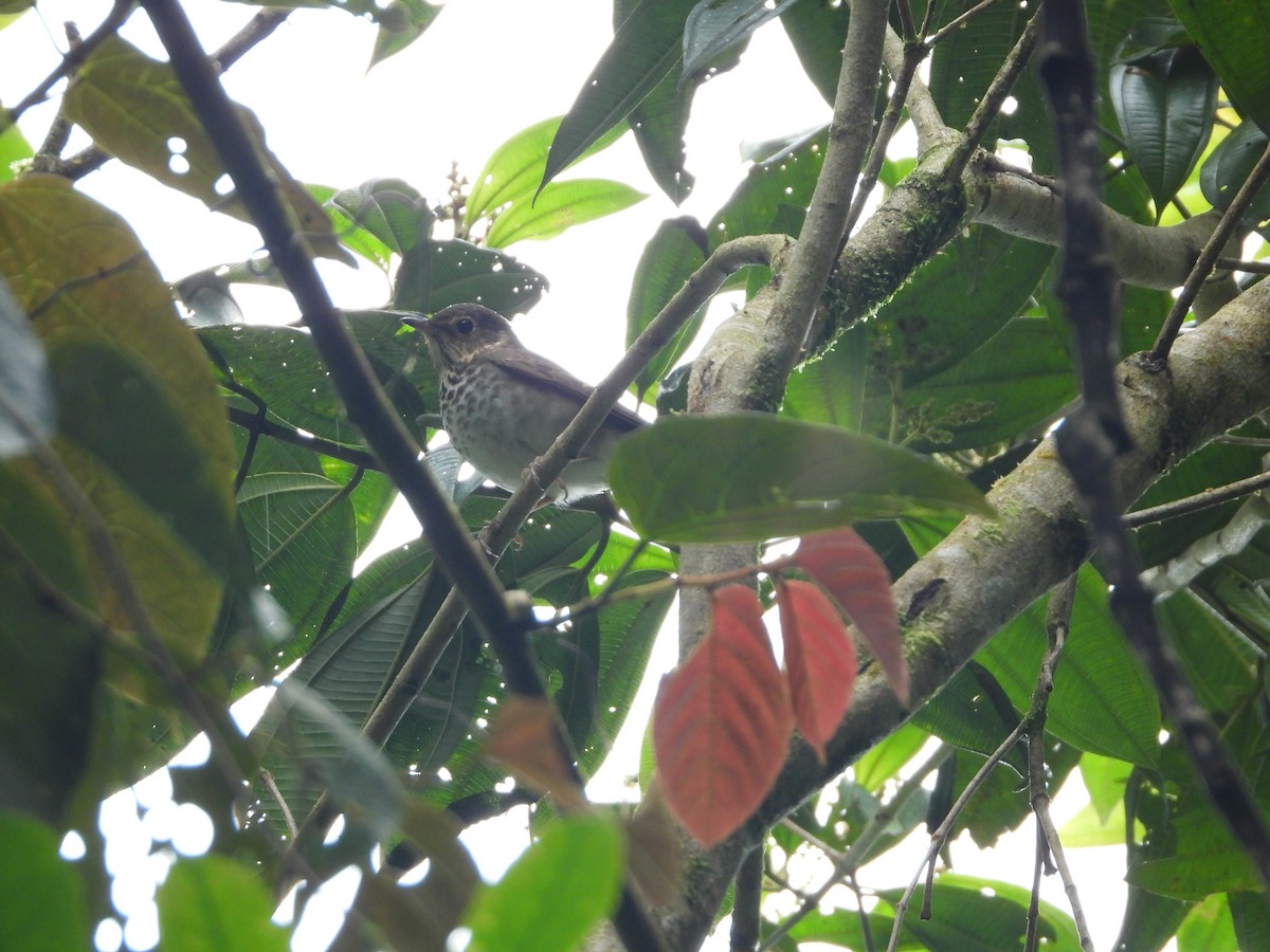 Swainson's Thrush - ML631065560