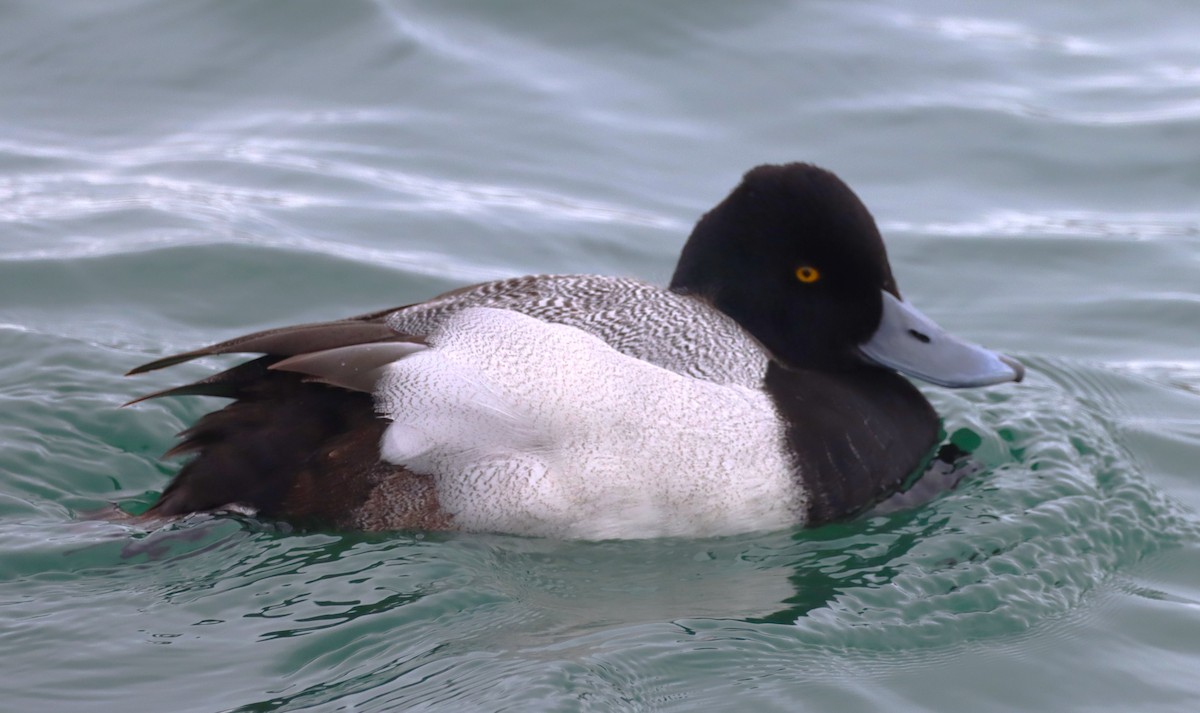 Lesser Scaup - ML631065619
