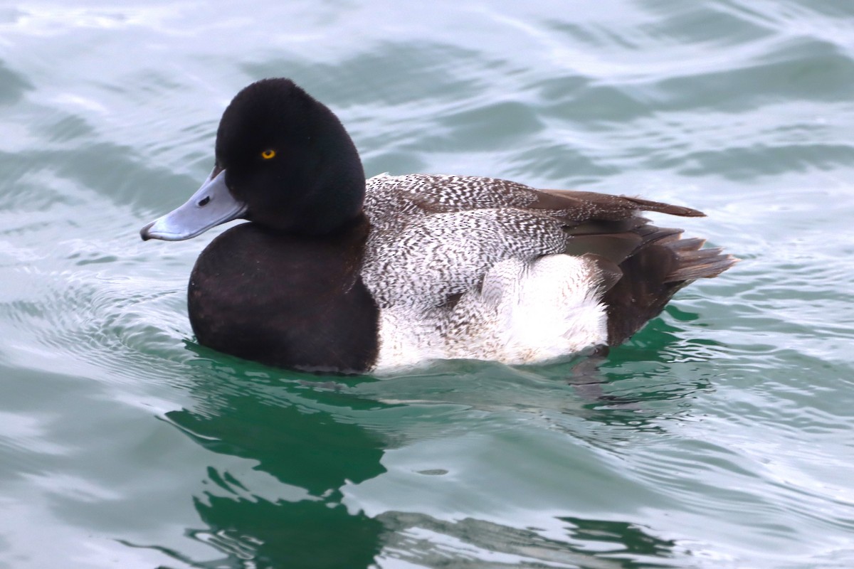 Lesser Scaup - ML631065620